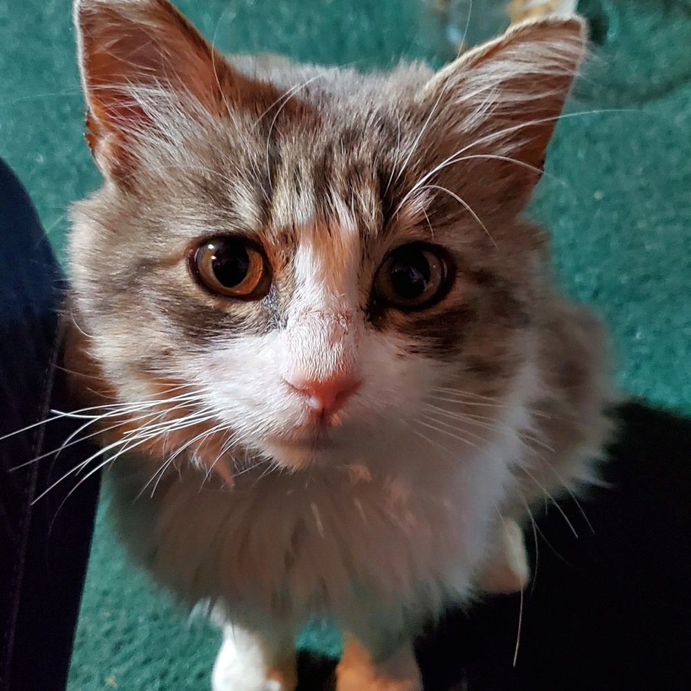 Meet your Posher, Tiffany